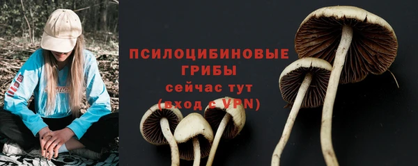 хмурый Аркадак