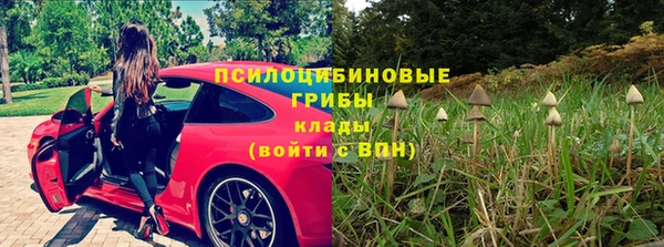 хмурый Аркадак