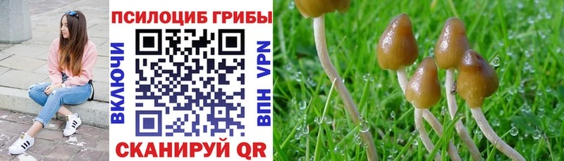 дарнет шоп  Армянск  Галлюциногенные грибы Psilocybe 